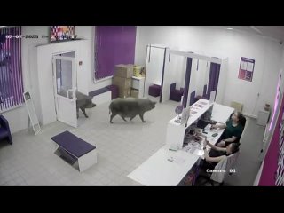 video by is overheard a great ustyug