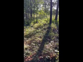 video from in p and s a n a